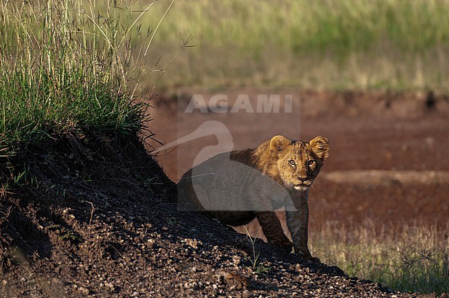 Portrait of an alert and wary lion cub, Panthera leo. Masai Mara National Reserve, Kenya. stock-image by Agami/Sergio Pitamitz,