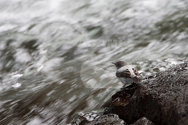 Bergbeektachuri, Torrent Tyrannulet stock-image by Agami/Martijn Verdoes,