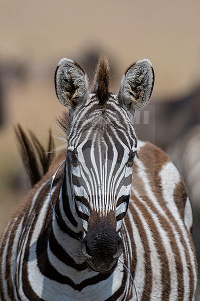 A Grant's zebra, Equus quagga boehmi, with a snare on its neck, Masai Mara National Reserve, Kenya. Kenya. stock-image by Agami/Sergio Pitamitz,