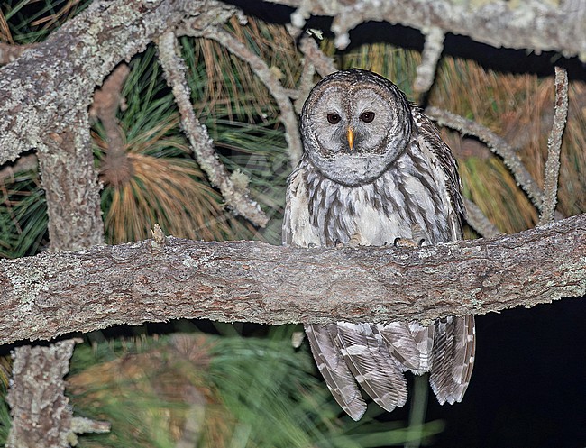 Cinereous owl (Strix sartorii) in western Mexico.. Also known as Mexican barred owl. stock-image by Agami/Pete Morris,