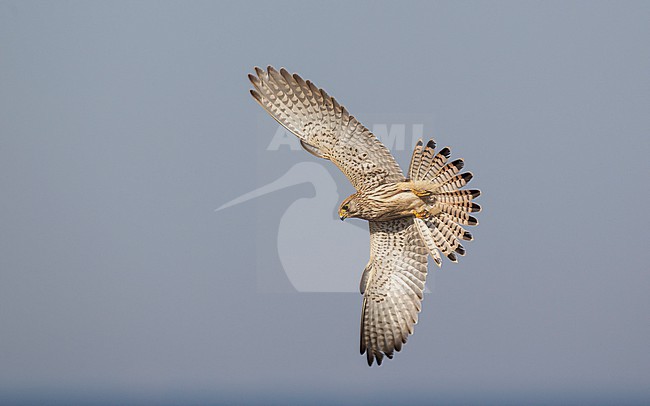 Juvenile Eurasian Kestrel (Falco tinnunculus) in flight. Hovering in mid-air, looking for prey in Lolland, Denmark. stock-image by Agami/Helge Sorensen,