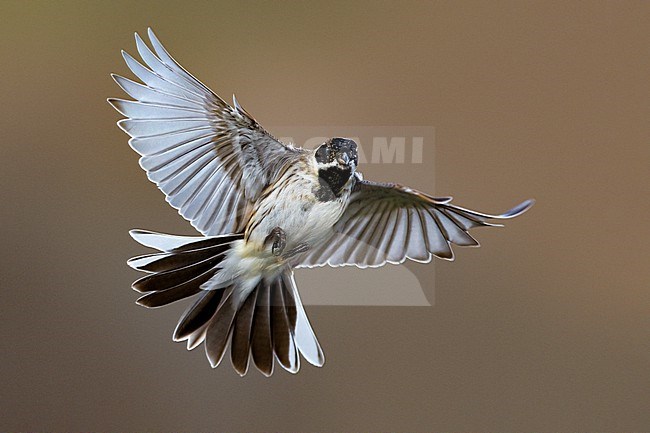 Male Common Reed Bunting (Emberiza schoeniclus) in flight in Italy. stock-image by Agami/Daniele Occhiato,
