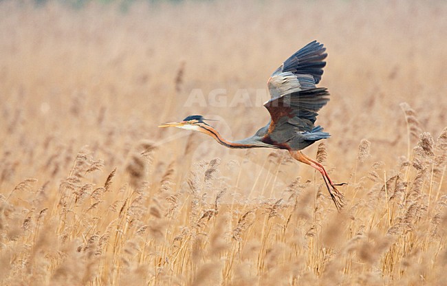 Purperreiger vliegend boven broedplaats; Purple Heron flying above nesting site stock-image by Agami/Marc Guyt,