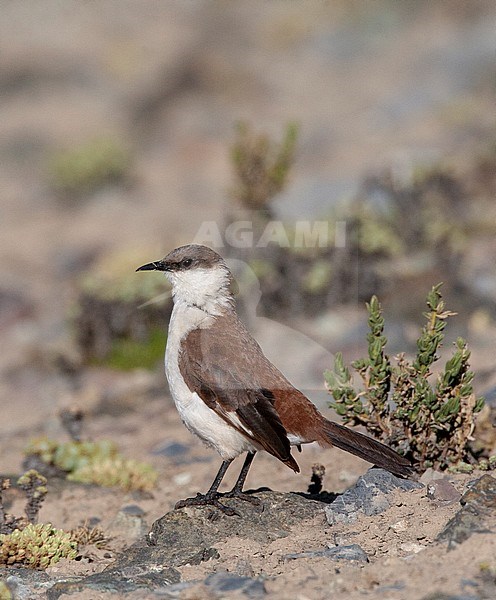 Critically endangered White-bellied Cinclodes (Cinclodes palliatus) in a high Andes bog near Marcapomacocha in peru. Standing on rocky slope. stock-image by Agami/Marc Guyt,