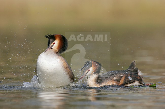 Futen baltsend; Great Crested Grebes displaying stock-image by Agami/Menno van Duijn,