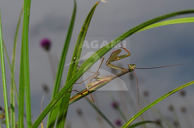 Bidsprinkhaan hangend in groene stengel, Praying Mantis hanging in green stalk stock-image by Agami/Rob de Jong,