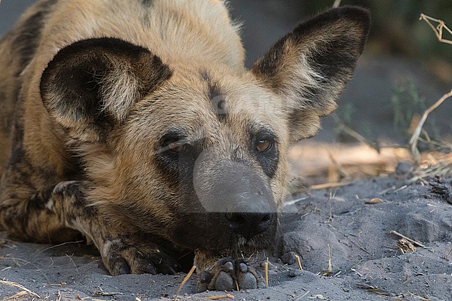 Portrait of an endangered African wild dog, Lycaon pictus. Khwai Concession, Okavango Delta, Botswana stock-image by Agami/Sergio Pitamitz,