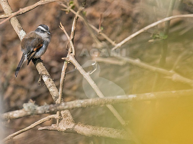 Piura Chat-Tyrant (Ochthoeca piurae) in northern Peru. stock-image by Agami/Pete Morris,