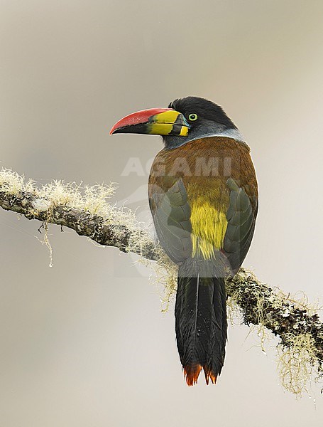 Grey-breasted Mountain-Toucan (Andigena hypoglauca lateralis) (subspecies) perched on a branch with moss in Manu National Park, Peru, South America. stock-image by Agami/Steve Sánchez,