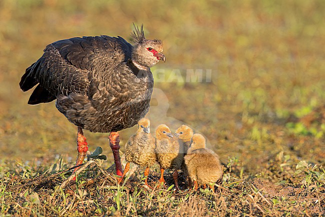 Southern Screamer (Chauna torquata) perched on a branch in the Pantanal of Brazil. stock-image by Agami/Glenn Bartley,