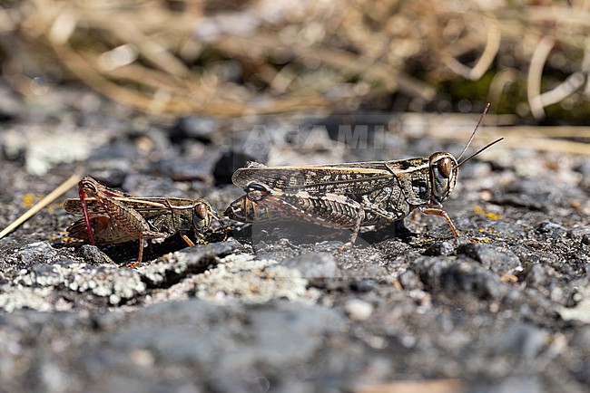 smaller male and larger female italian locust (calliptamus italicus), found in Brandenburg in Eastern Germany stock-image by Agami/Mathias Putze,