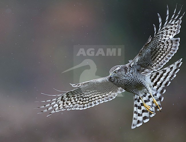 Sparrow Hawk adult female (Accipiter nisus) Norway October 2019 

Piece of branch removed stock-image by Agami/Markus Varesvuo,