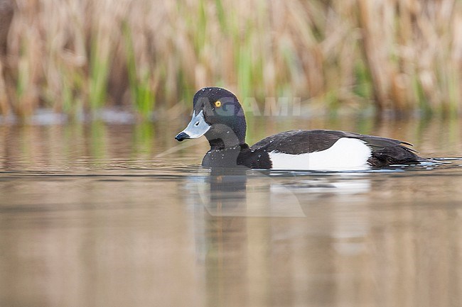 Tufted Duck - Reiherente - Aythya fuligula, France, adult male stock-image by Agami/Ralph Martin,