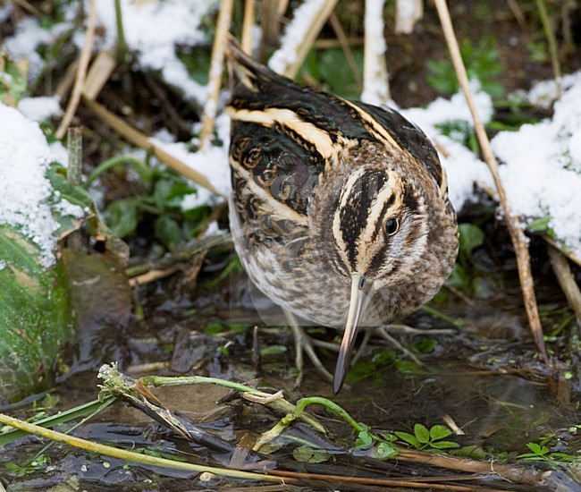 Jack Snipe foraging in small stream during frost period; Bokje foeragerend in sloot tijdens vorstperiode stock-image by Agami/Marc Guyt,