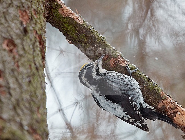 Three-toed Woodpecker male (Picoides tridactylus) Helsinki January 2018 stock-image by Agami/Markus Varesvuo,