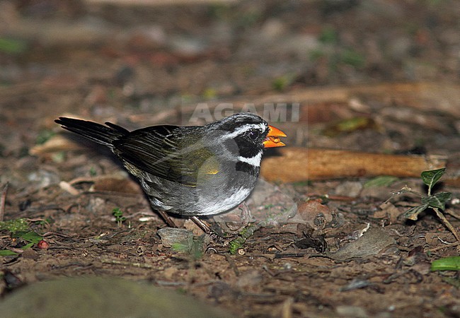 Goudsnavelgors, Orange-billed Sparrow stock-image by Agami/Greg & Yvonne Dean,