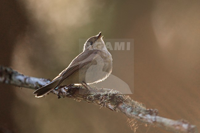Kleine Vliegenvanger; Red-breasted Flycatcher stock-image by Agami/Daniele Occhiato,