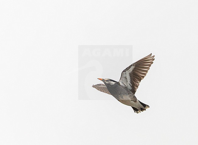 White-cheeked Starling, Spodiopsar cineraceus, in Japan. stock-image by Agami/Marc Guyt,