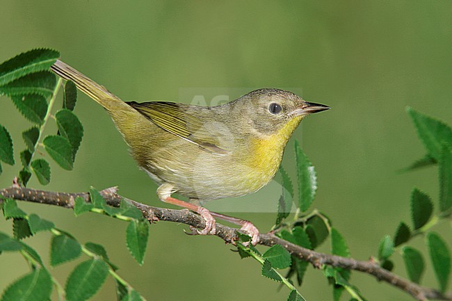 Adult female
Galveston Co., TX
April 2005 stock-image by Agami/Brian E Small,