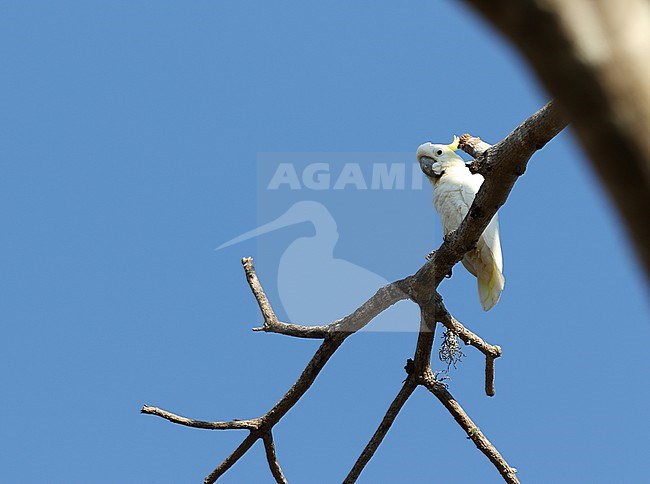 Critically endangered Yellow-crested Cockatoo (Cacatua galerita), also known as the lesser Sulphur-crested Cockatoo, perched in a tree on Komodo island, Lesser Sundas, Indonesia. stock-image by Agami/James Eaton,