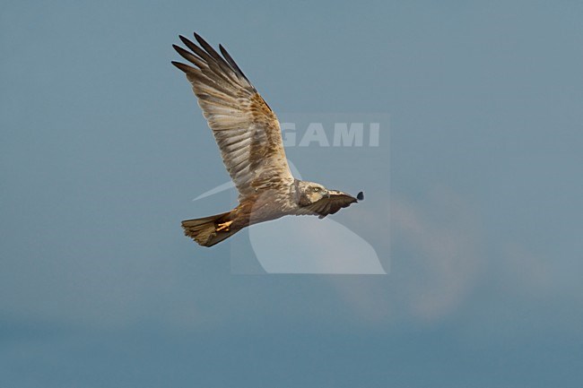 Mannetje Bruine Kiekendief in vlucht; Male Western Marsh Harrier in flight stock-image by Agami/Daniele Occhiato,