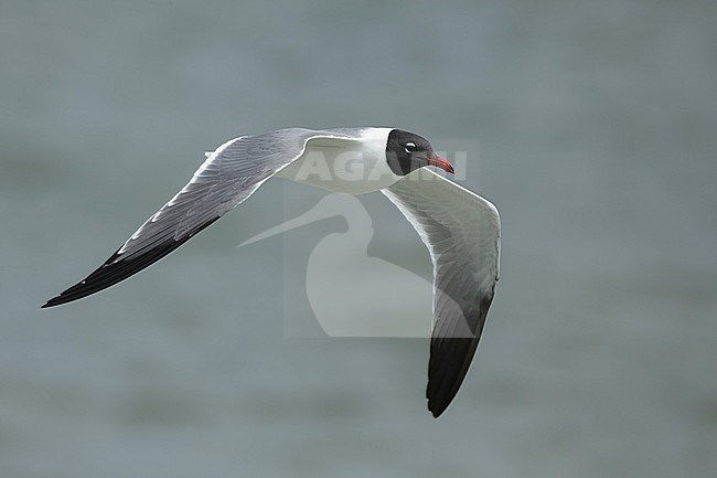Adult Laughing Gull (Larus atricilla) in breeding plumage in
Galveston County, Texas, USA. In flight. stock-image by Agami/Brian E Small,