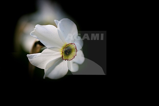 Pheasant's-eye Daffodil flowers stock-image by Agami/Wil Leurs,