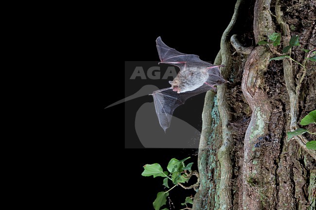 Franjestaart vliegend voor vleermuizenkast, Natterer's Bat flying in front of batbox stock-image by Agami/Theo Douma,
