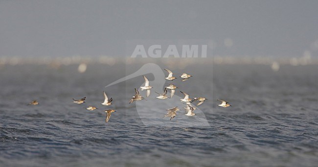 Bonte Strandloper boven Waddenzee; Dunlins over Waddensea stock-image by Agami/Arie Ouwerkerk,