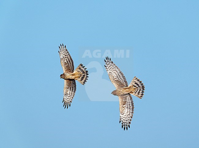 Two ringtail, female plumage Hen Harrier (Circus cyaneus) interacting and fighting in mid-air, flying and banking against a blue sky showing underside and wings and tail fully spread stock-image by Agami/Ran Schols,