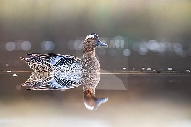 Male Garganey (Spatula querquedula) in Italy. stock-image by Agami/Daniele Occhiato,