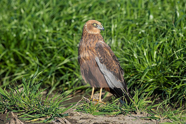 Marsh Harrier (Circus aeruginosus), adult male standing on the ground, Campania, Italy stock-image by Agami/Saverio Gatto,