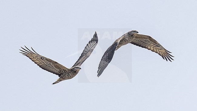  stock-image by Agami/Vincent Legrand,