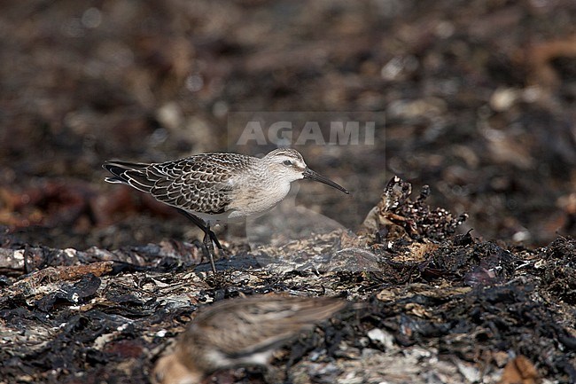 Krombekstrandloper onvolwassen, Curlew Sandpiper immature stock-image by Agami/Hugh Harrop,