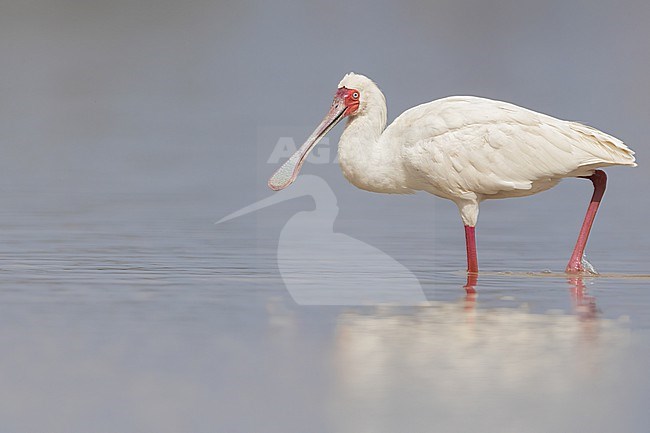 African spoonbill (Platalea alba) perched close-up in Tanzania. stock-image by Agami/Dubi Shapiro,