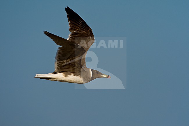 Hemprichs Meeuw; Sooty Gull stock-image by Agami/Daniele Occhiato,