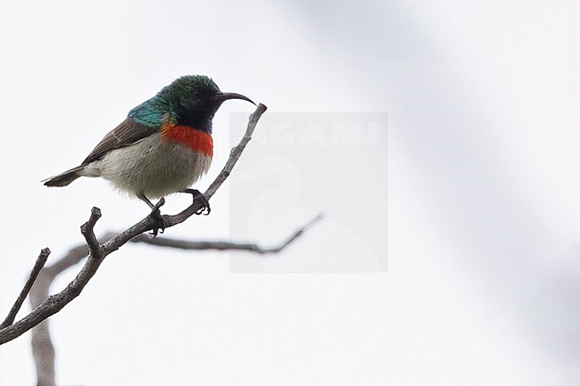 Eastern Miombo Sunbird (Cinnyris manoensis) male perched in Tanzania. stock-image by Agami/Dubi Shapiro,