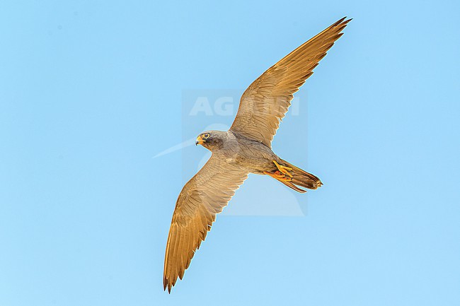 Adult Sooty Falcon (Falco concolor) in flight. stock-image by Agami/David Monticelli,