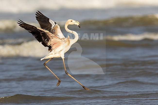 Greater Flamingo (Phoenicopterus roseus), side view of a juvenile in flight, Campania, Italy stock-image by Agami/Saverio Gatto,