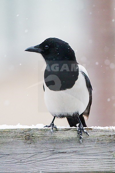 Eurasian Magpie (Pica pica) perched on garden fence during  snowfall stock-image by Agami/Menno van Duijn,