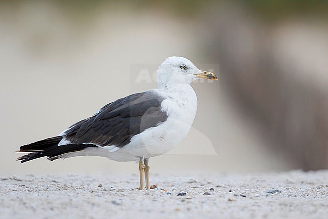 Lesser Black-backed Gull - Heringsmöwe - Larus fuscus ssp. intermedius, Germany, 3rd cy stock-image by Agami/Ralph Martin,