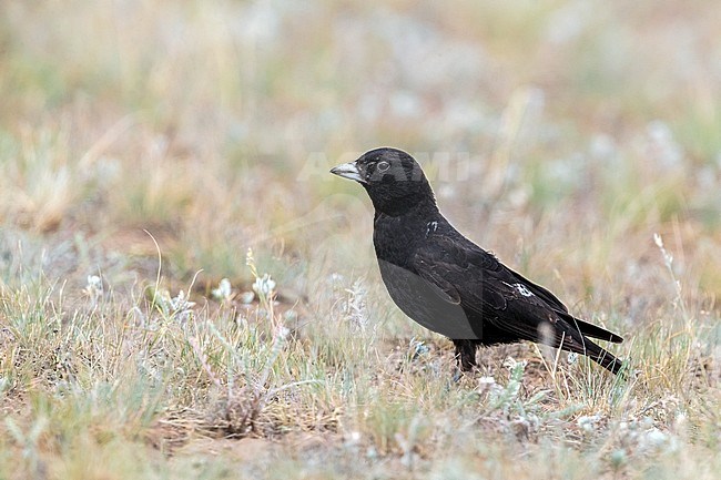 Adult male Black Lark (Melanocorypha yeltoniensis) standing on the ground in the steppes of Kazakhstan. stock-image by Agami/Daniele Occhiato,