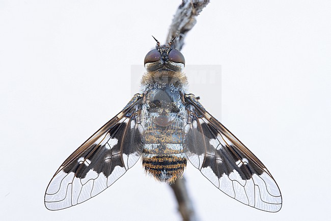 Thyridanthrax fenestratus - Mottled Bee-fly, Germany (Baden-Württemberg), imago, female stock-image by Agami/Ralph Martin,