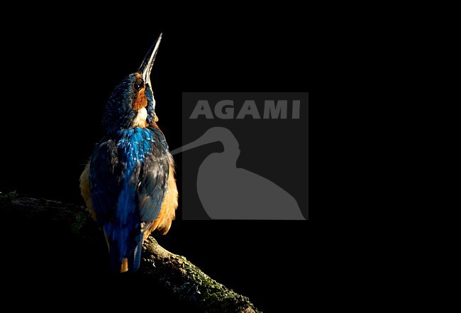 IJsvogel zittend op tak, Common Kingfisher perched on a branch stock-image by Agami/Danny Green,