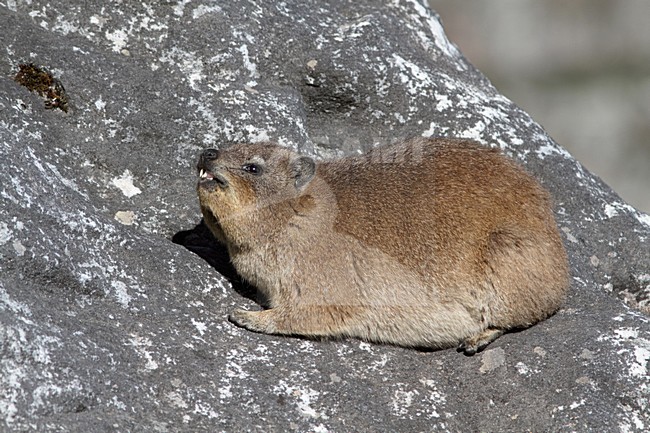 Klipdas, Rock Hyrax stock-image by Agami/Karel Mauer,