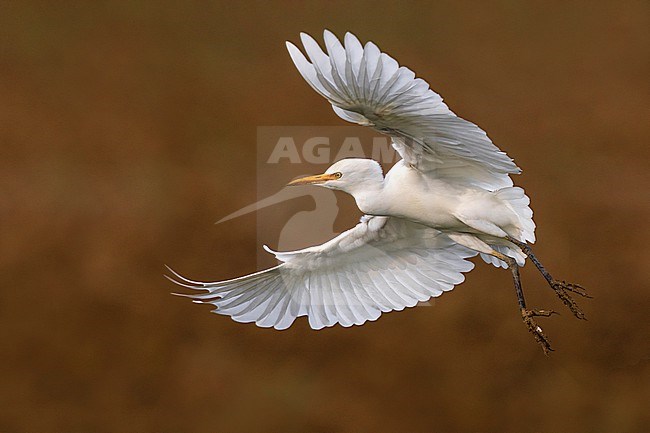 Cattle Egret (Bubulcus ibis) in Italy. stock-image by Agami/Daniele Occhiato,