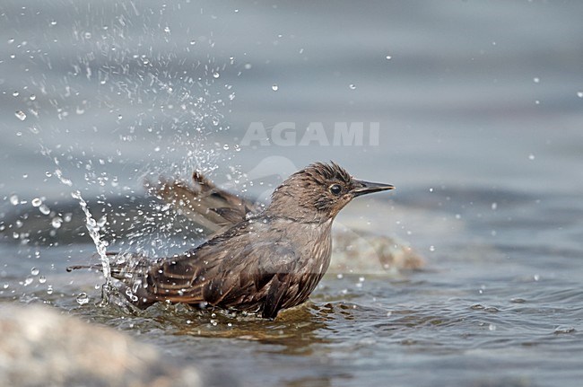 Badderende Spreeuw, Common Starling bathing stock-image by Agami/Markus Varesvuo,