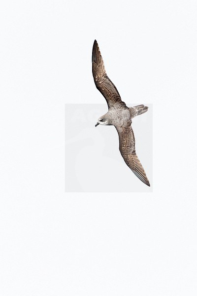 Soft-plumaged Petrel (Pterodroma mollis) in flight against the sky in subantarctic waters between South Georgia and Gough islands, showing upper wing pattern. stock-image by Agami/Rafael Armada,