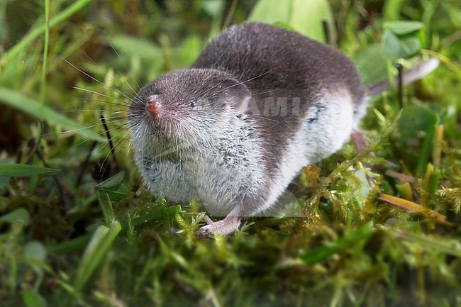 Bicolored White toothed Shrew foraging stock-image by Agami/Theo Douma,