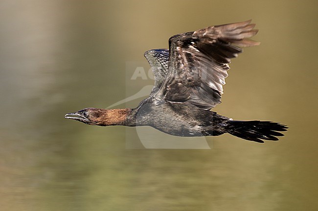 Pygmy Cormorant, Microcarbo pygmeus, in Italy. stock-image by Agami/Daniele Occhiato,